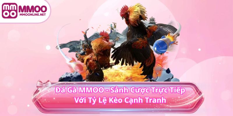 ĐÁ GÀ 1 Đá Gà MMOO - Sảnh Cược Trực Tiếp Với Tỷ Lệ Kèo Cạnh Tranh