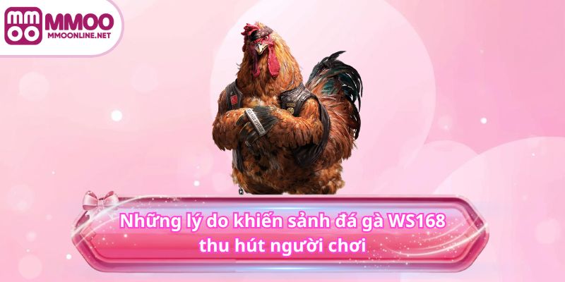 Những lý do khiến sảnh đá gà WS168 thu hút người chơi
