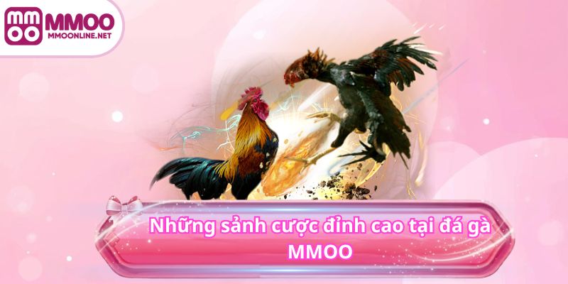 ĐÁ GÀ 3 Những sảnh cược đỉnh cao tại đá gà MMOO