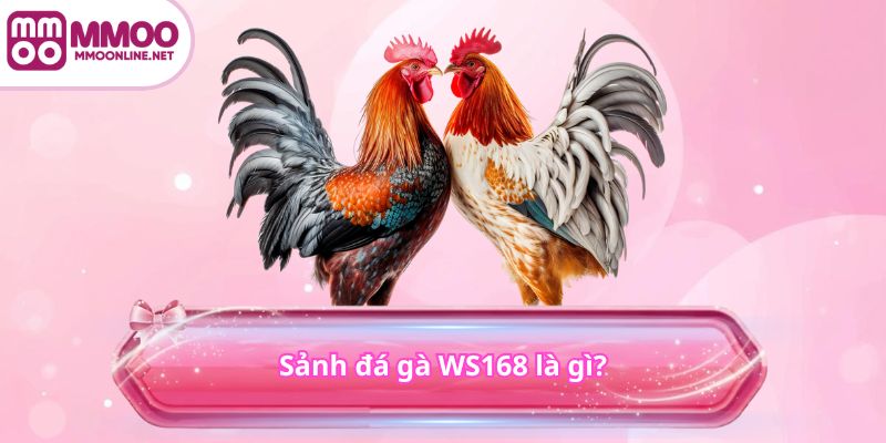 Sảnh đá gà WS168 là gì?