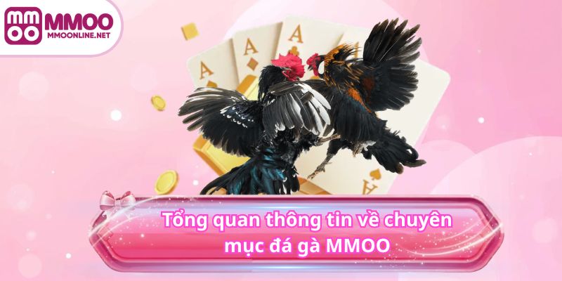 ĐÁ GÀ 2 Tổng quan thông tin về chuyên mục đá gà MMOO